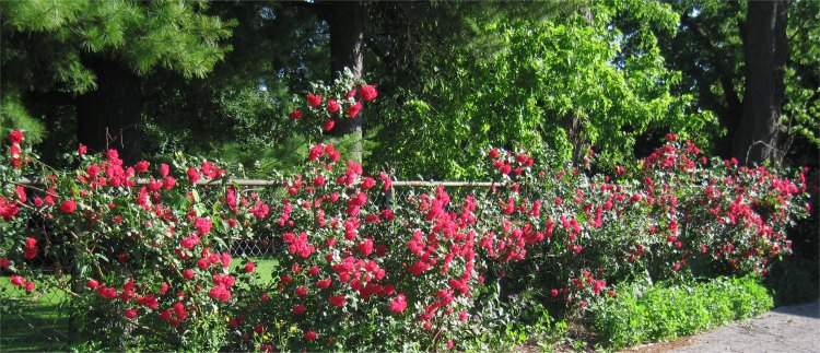 roses on the fence
