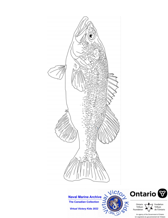 largemouth bass colouring page